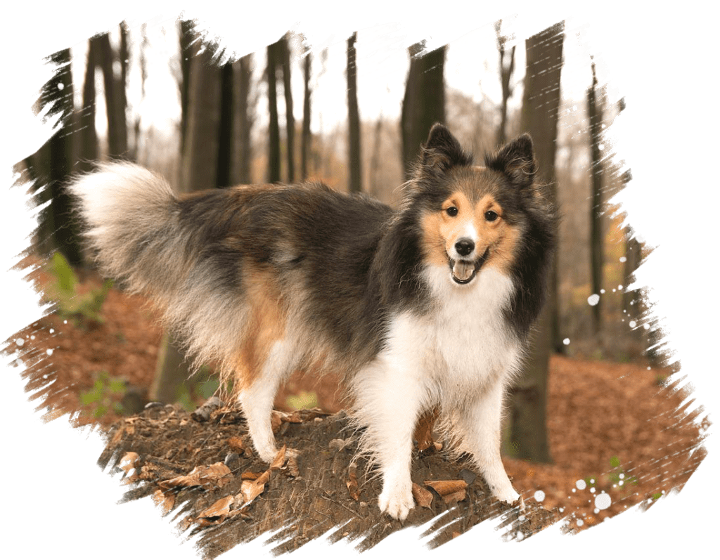 TOP IMG1 sheltie