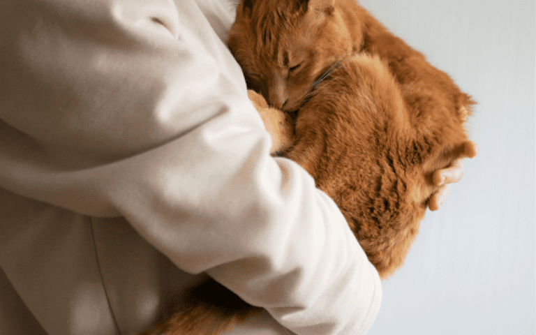 抱かれる猫イメージ